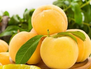 青海黄油桃,河南美图果树,黄桃树苗价格 查看